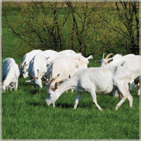 la chevrerie des saules